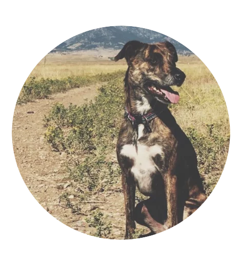 picture of brindle dog