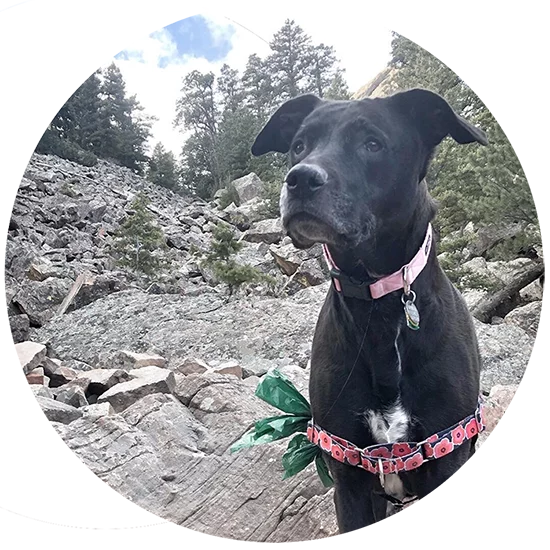 picture of black dog