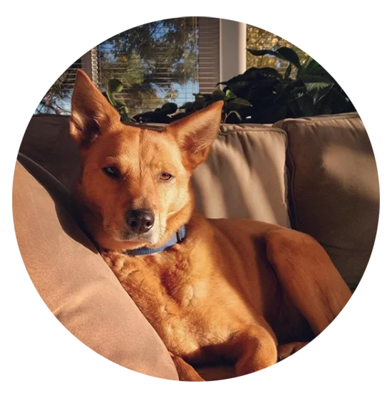 picture of tan dog